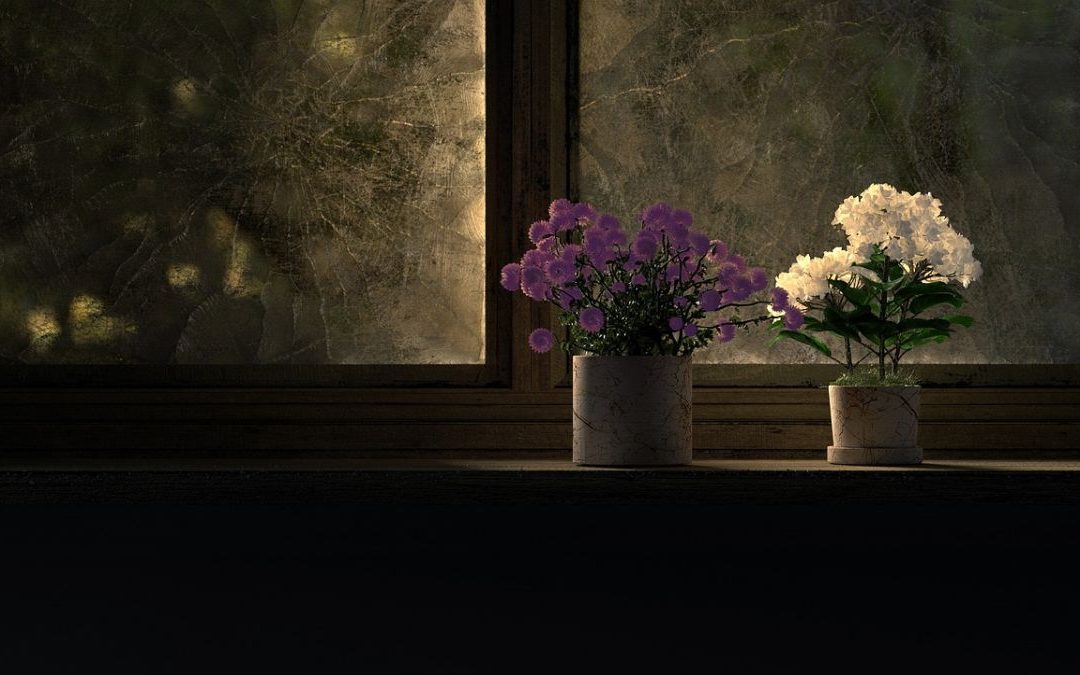 Jak dbać o rośliny doniczkowe zimą? 10 przydatnych porad