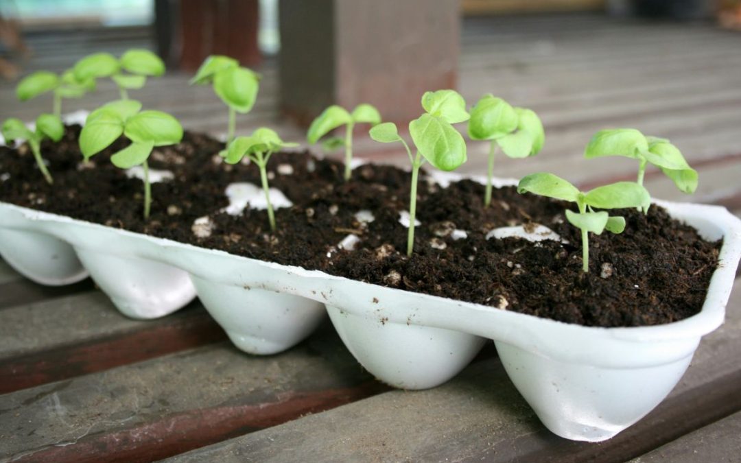 10 pomysłów na mini ogródek w mieszkaniu