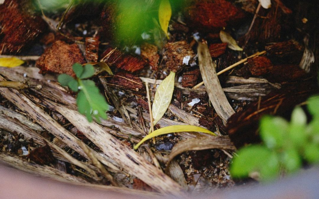 Jak zrobić przydomowy kompostownik? Zbiór przydatnych informacji